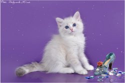 Акулина