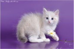 Александр Невский