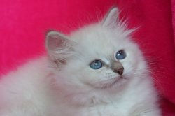 Кукла Кока, 2 месяца