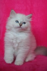 Кукла Кока, 2 месяца