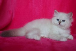 Кукла Кока, 2 месяца