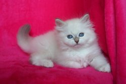 Кукла Кока, 2 месяца