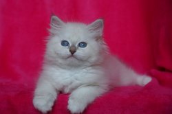 Кукла Кока, 2 месяца