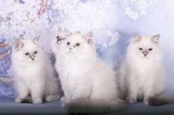 Мои красивые И
