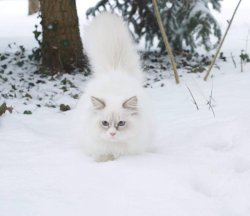 Июль и его бесподобный хвост, 7 месяцев