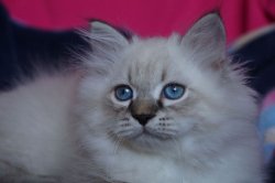 Ростов-Дон, 2,5 месяца