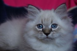 Ростов-Дон, 2,5 месяца
