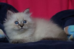 Ростов-Дон Царь-Кошка