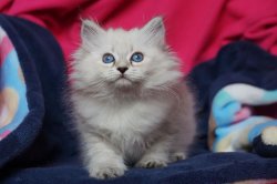 Роза Ростова Царь-Кошка