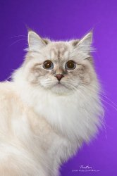 Божена-Василина Царь-Кошка, 1 год