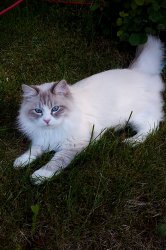 Буян Царь-Кошка (Бубу), 9 мес.