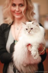 Выставка кошек в Ростове-на-Дону, 5-6 апреля, 2014