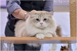 Моя прелесть заслуживает всех побед!