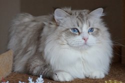 Маруся Царь-Кошкин