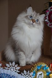 Леночка Царь-Кошка