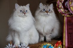 Леночка и Варя