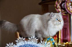 Панночка Снежная Зима