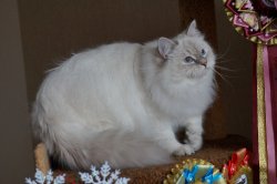 Варежка Снежная Зима, 9 месяцев.