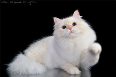 Варя для кошек