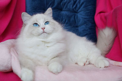 Варя для кошек