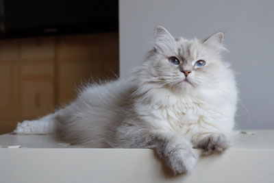 Варя для кошек
