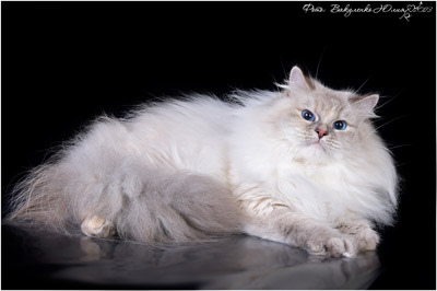 Варя для кошек