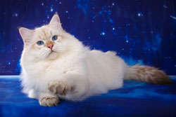 рафаэль отец