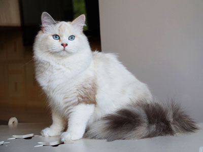 Гоар для кошек
