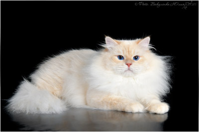 Варя для кошек