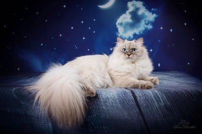 Варя для кошек