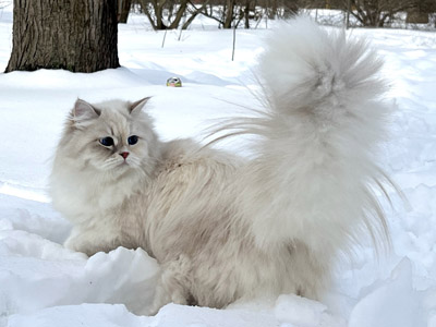 Варя для кошек