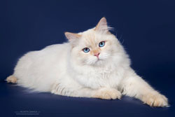 Беляш папа