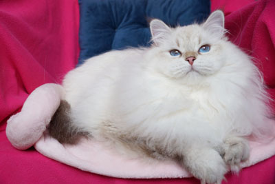 Варя для кошек