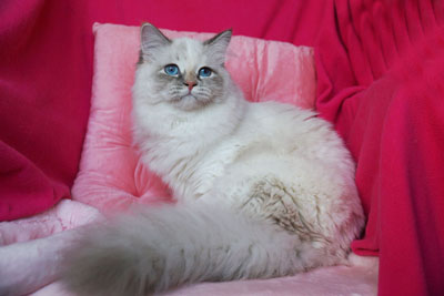 Варя для кошек