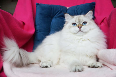 Варя для кошек
