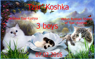 Копия Помет З