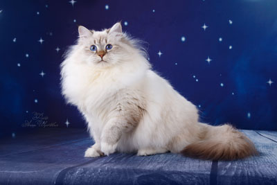 Варя для кошек