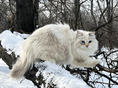 Варя для кошек