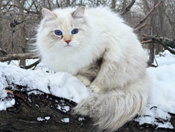 Ингрид оф Гаф