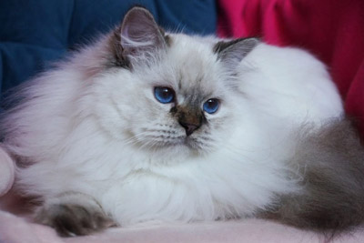 Варя для кошек
