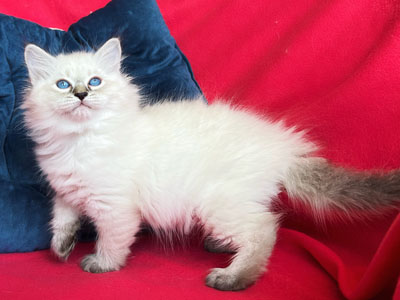 Маня для сайта