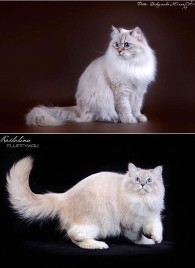 Любава и Сокол