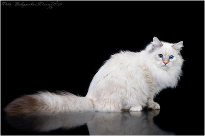 Варя для кошек