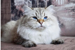 рафаэль отец