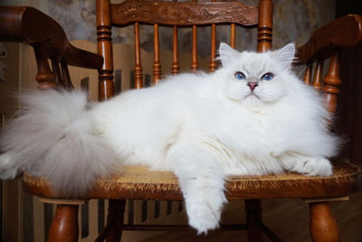 Варя для кошек