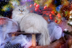 Панночка для котят