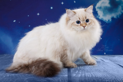 Варя для кошек