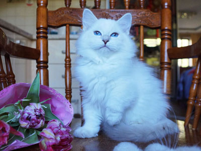 Пончик 3 месяца