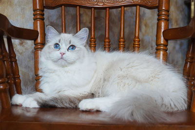 Пушка для кошек