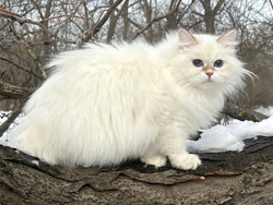 варя мать